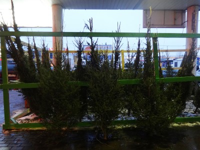 DSC07486.JPG